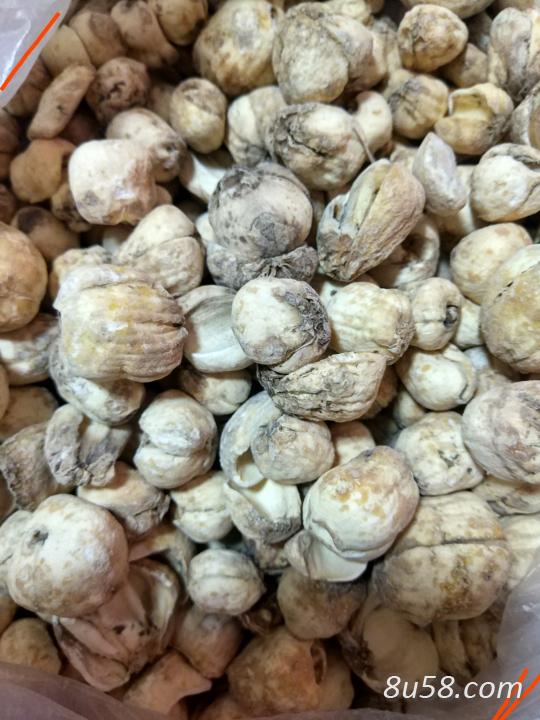 伊贝母 无硫统货