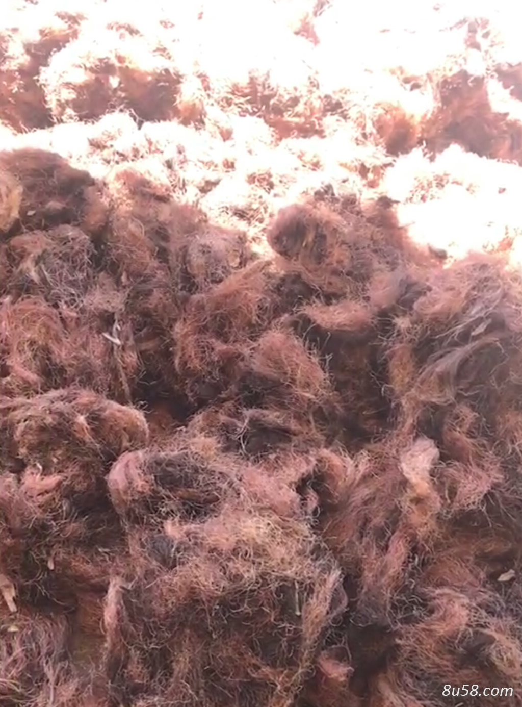 30吨纯手工,手捡玉米须,有意者联系 30吨纯手工,手捡玉米须,有意者联系