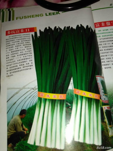 多抗富韭11号  韭菜种