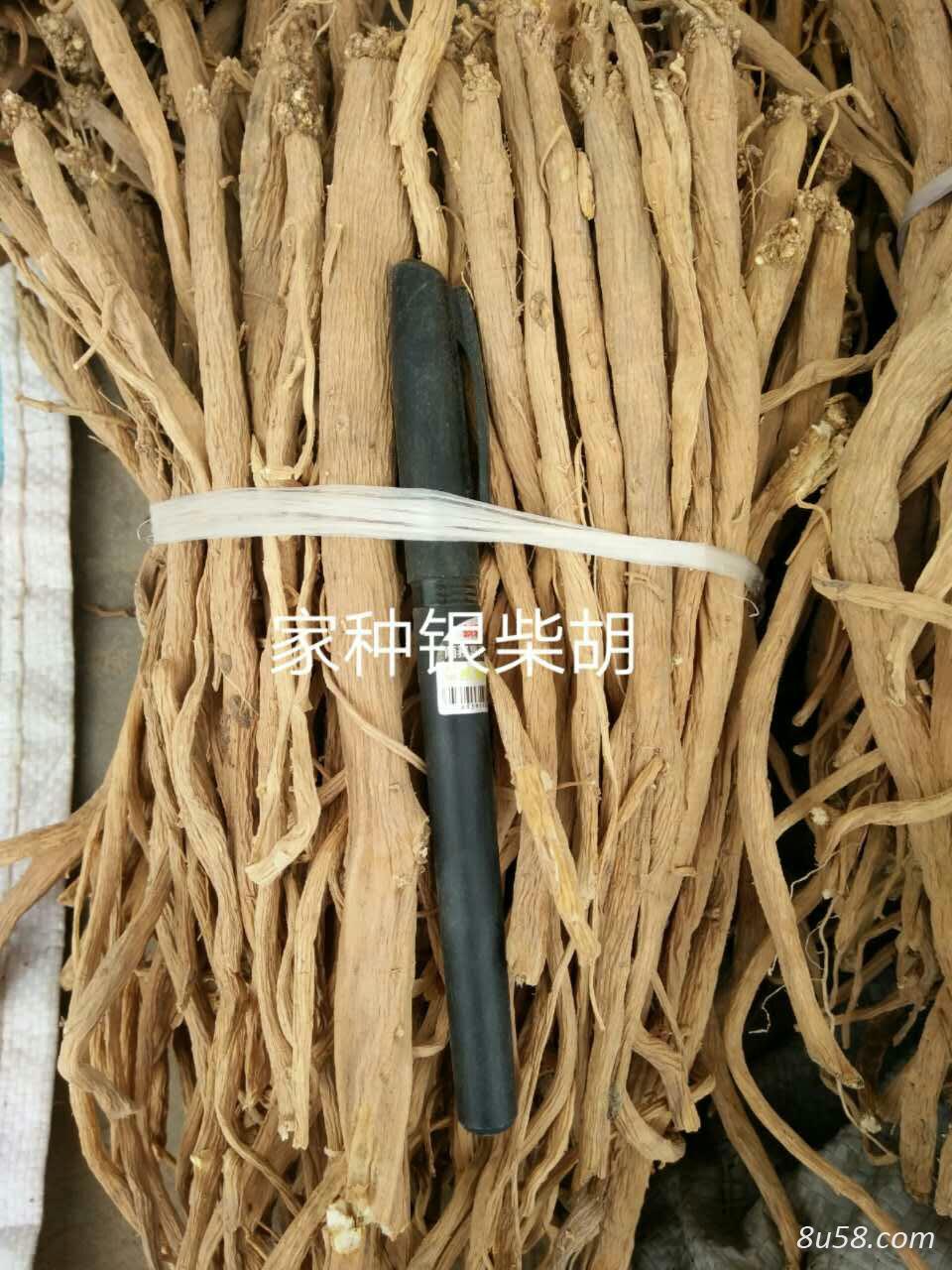 家种银柴胡 一手资源，常年供给