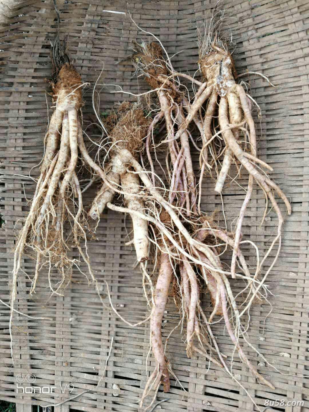 紫花前胡