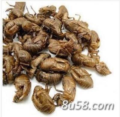 蝉蜕 有需量大的用户提前预定