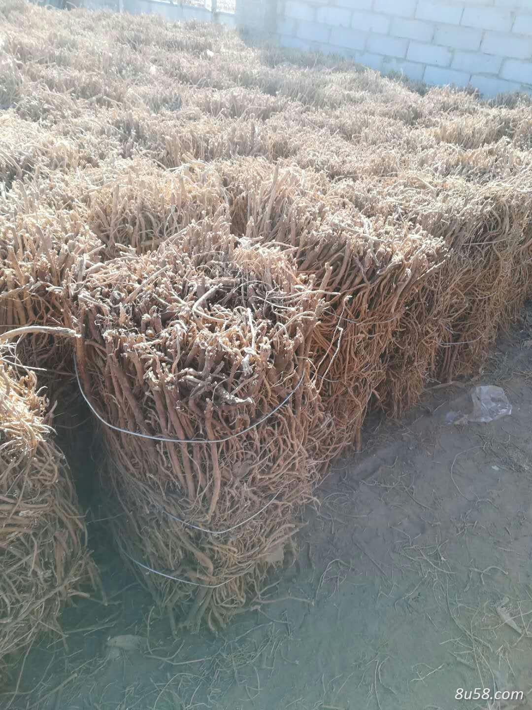 供应大量黄芪 400000公斤存储 供应大量黄芪 400000公斤存储