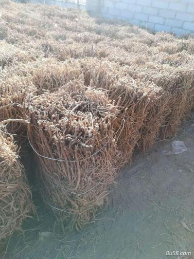 供应大量黄芪 400000公斤存储