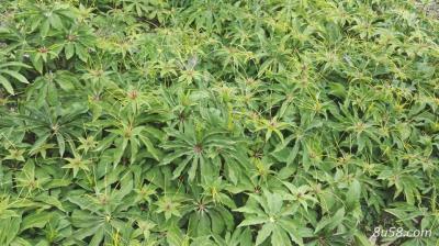 重楼出售 全干货，库存一千公斤