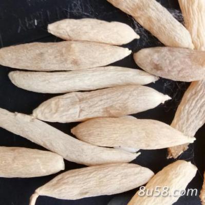 麦冬，麦冬苗，大量出售