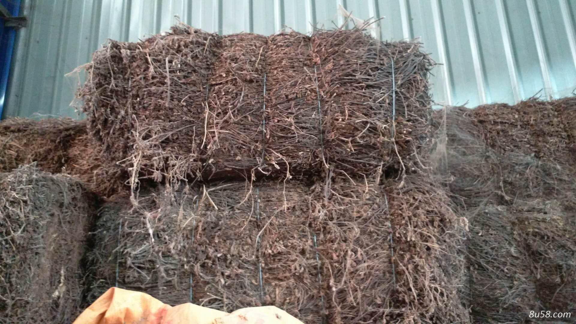 大量供应凉粉草