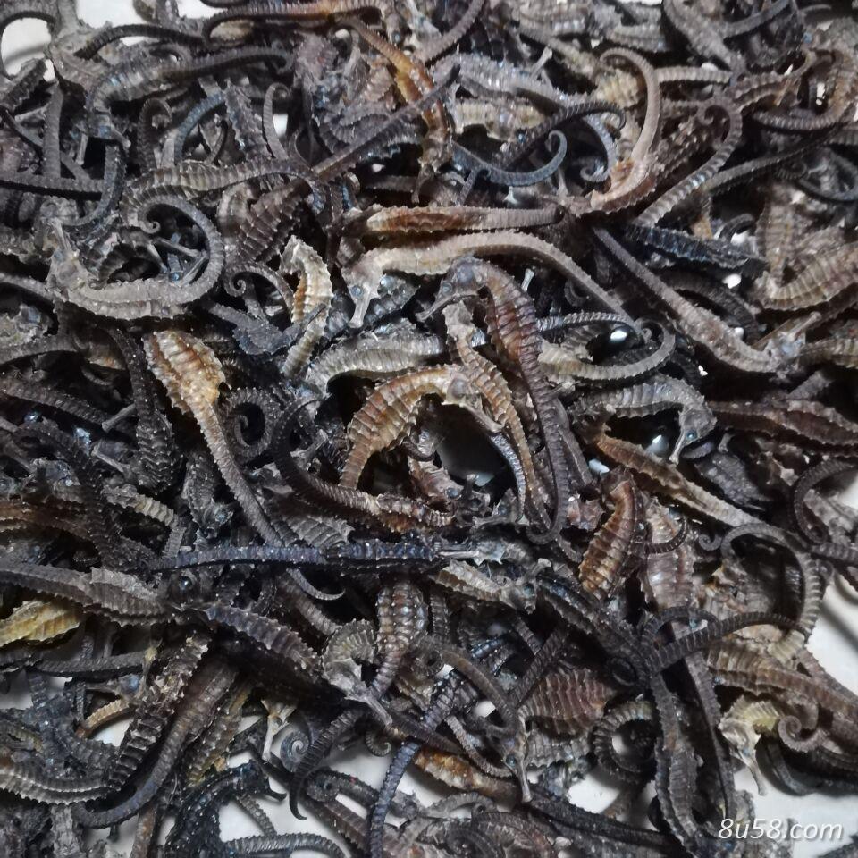 常年批发野生三班海马