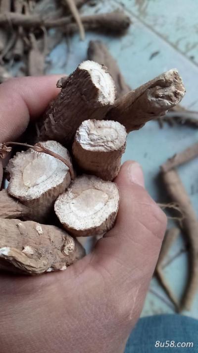 无硫白芷统货