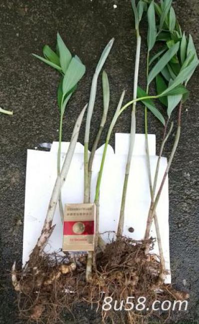 大量供应黄精种苗，0.5元/棵