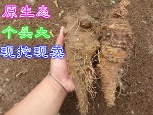 出售野生山海螺