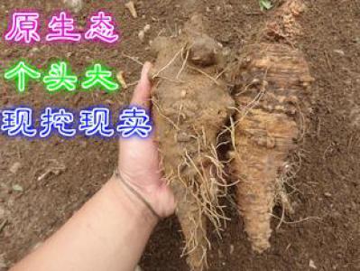 出售野生山海螺