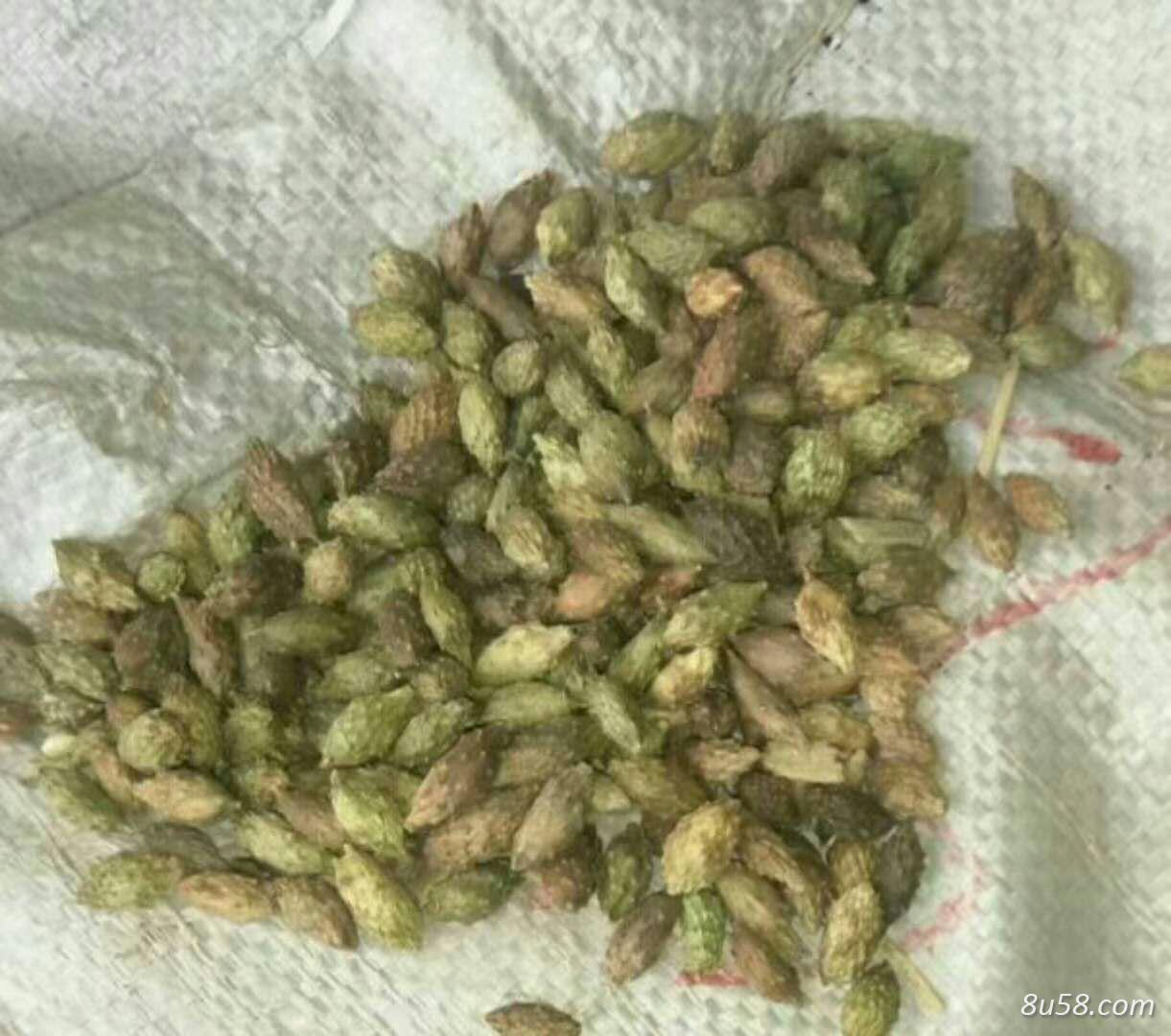 出售大货苍耳子10吨