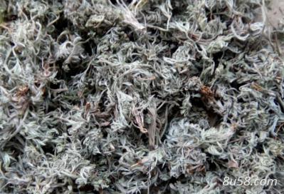 甘肃天水前期茵陈