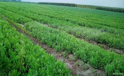 大量供应野生关防风种苗，欢迎采购