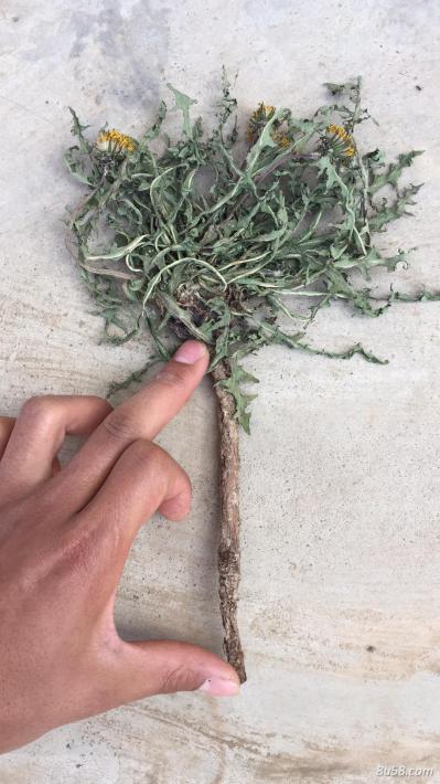 高级蒲公英干货，鲜货