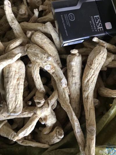 大量供应西洋参干货