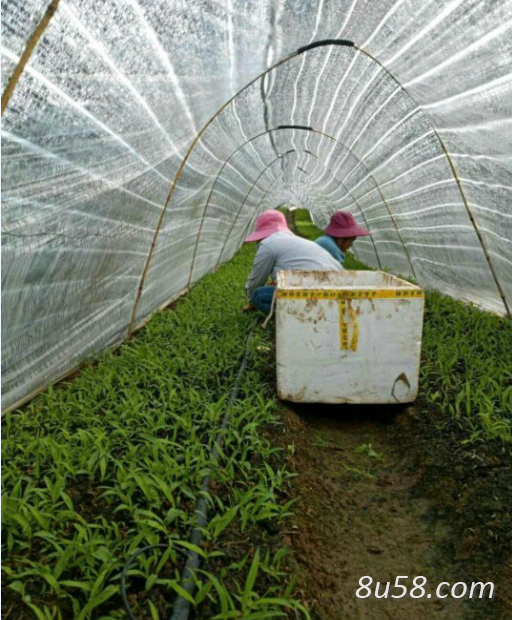 云南省保山市隆阳区紫花三叉大白芨驯化种苗7000万大量上市,质优价廉 云南省保山市隆阳区紫花三叉大白芨驯化种苗7000万大量上市,质优价廉