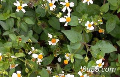 鬼针草