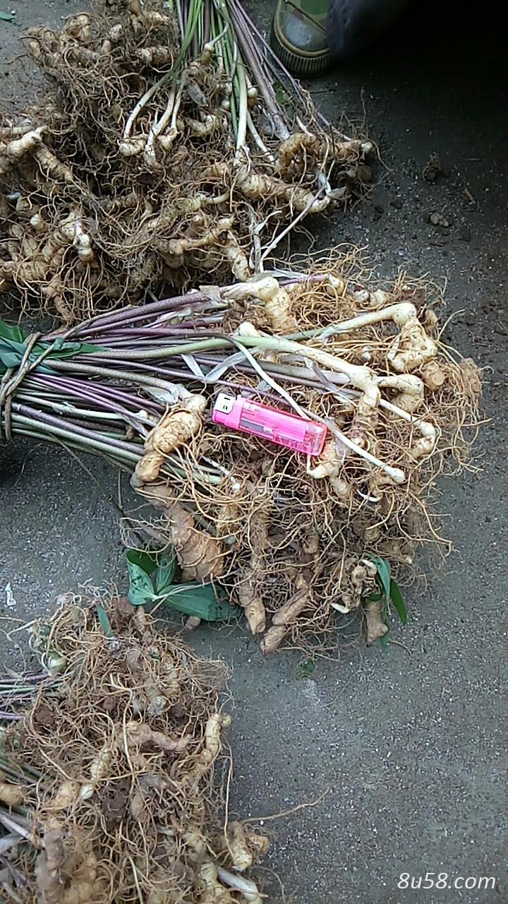 大量出售姜形黄精种苗 大量出售姜形黄精种苗
