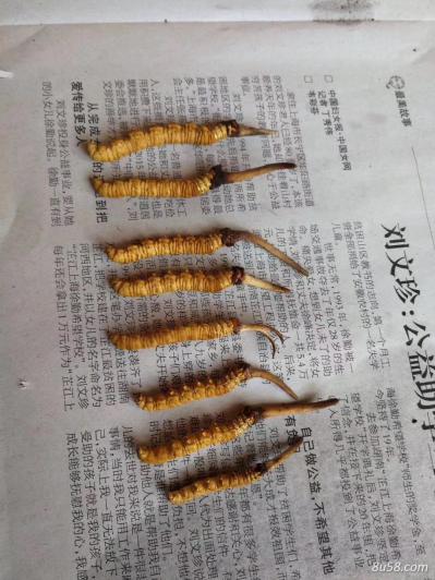 冬虫夏草