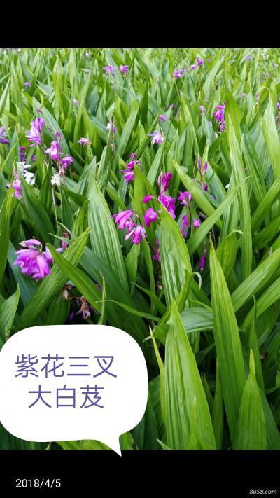 紫花三叉大白芨
