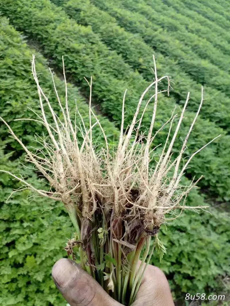 当归种苗 当归种苗