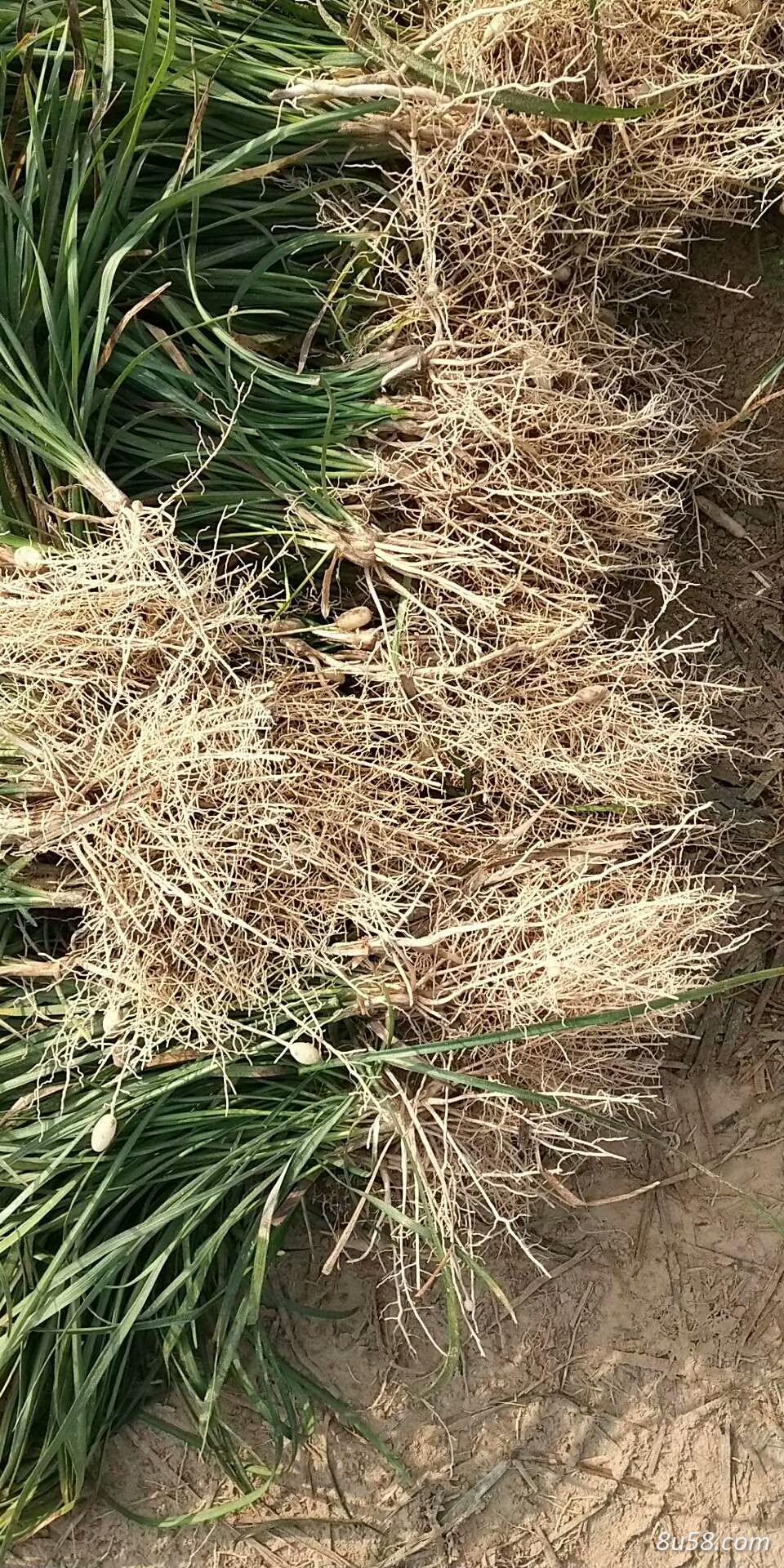 大量出售麦冬苗,种苗,绿化用苗 大量出售麦冬苗,种苗,绿化用苗
