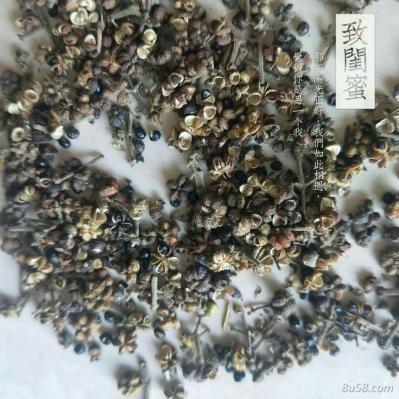 出售中花吴茱萸