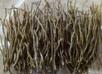 防野生铁皮石斛牙条 不打农药，不打肥料，自然生长，质量好
