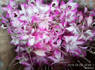 金钗石斛，鲜花
