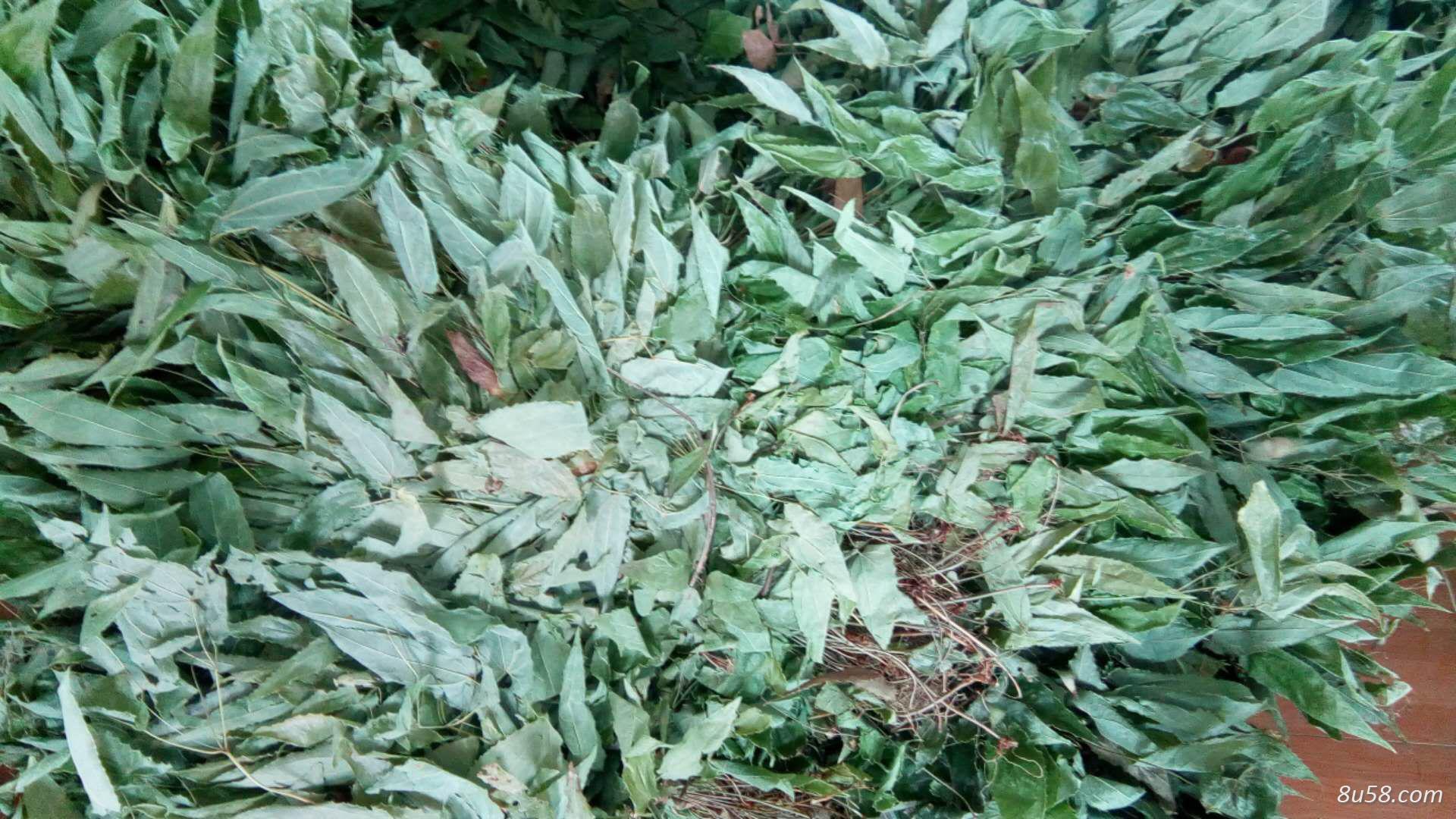 大量供应淫羊藿，产地陕西安康