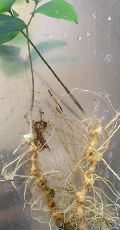 供应大量黄精