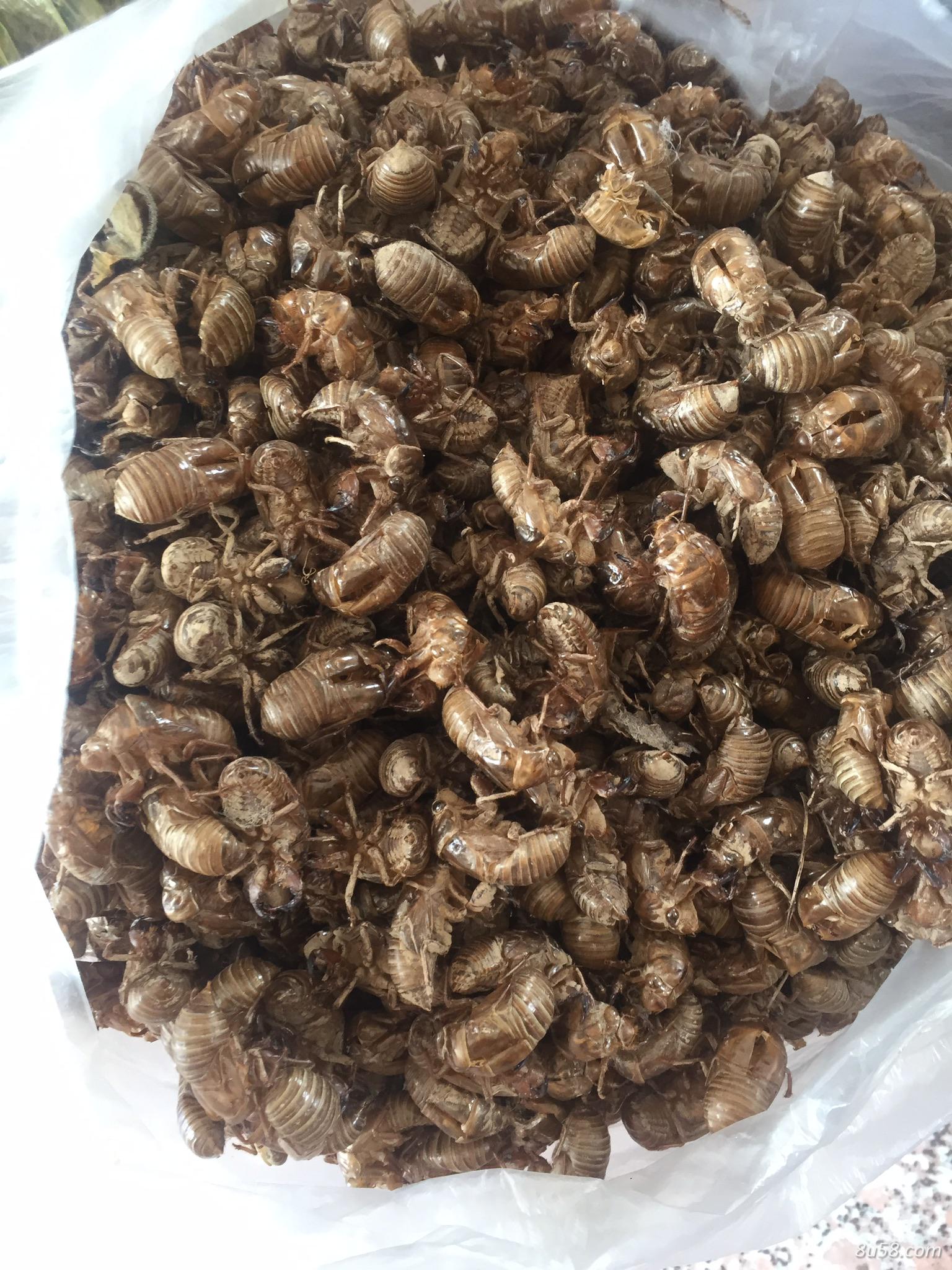 去年少量的库存蝉蜕，了解一下是否有老板收购