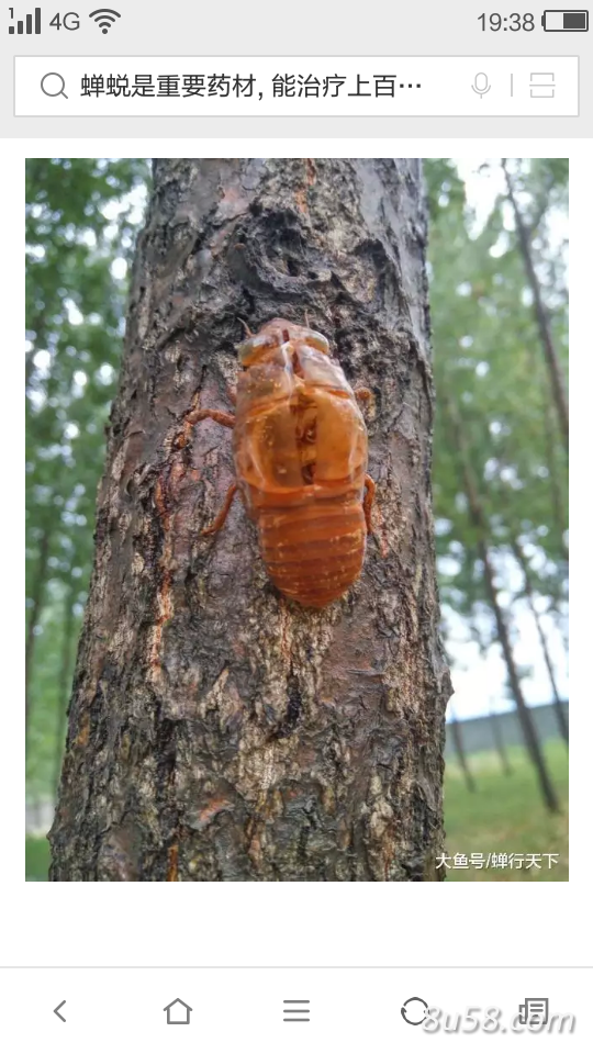 蝉蜕旺季供货，二吨左右
