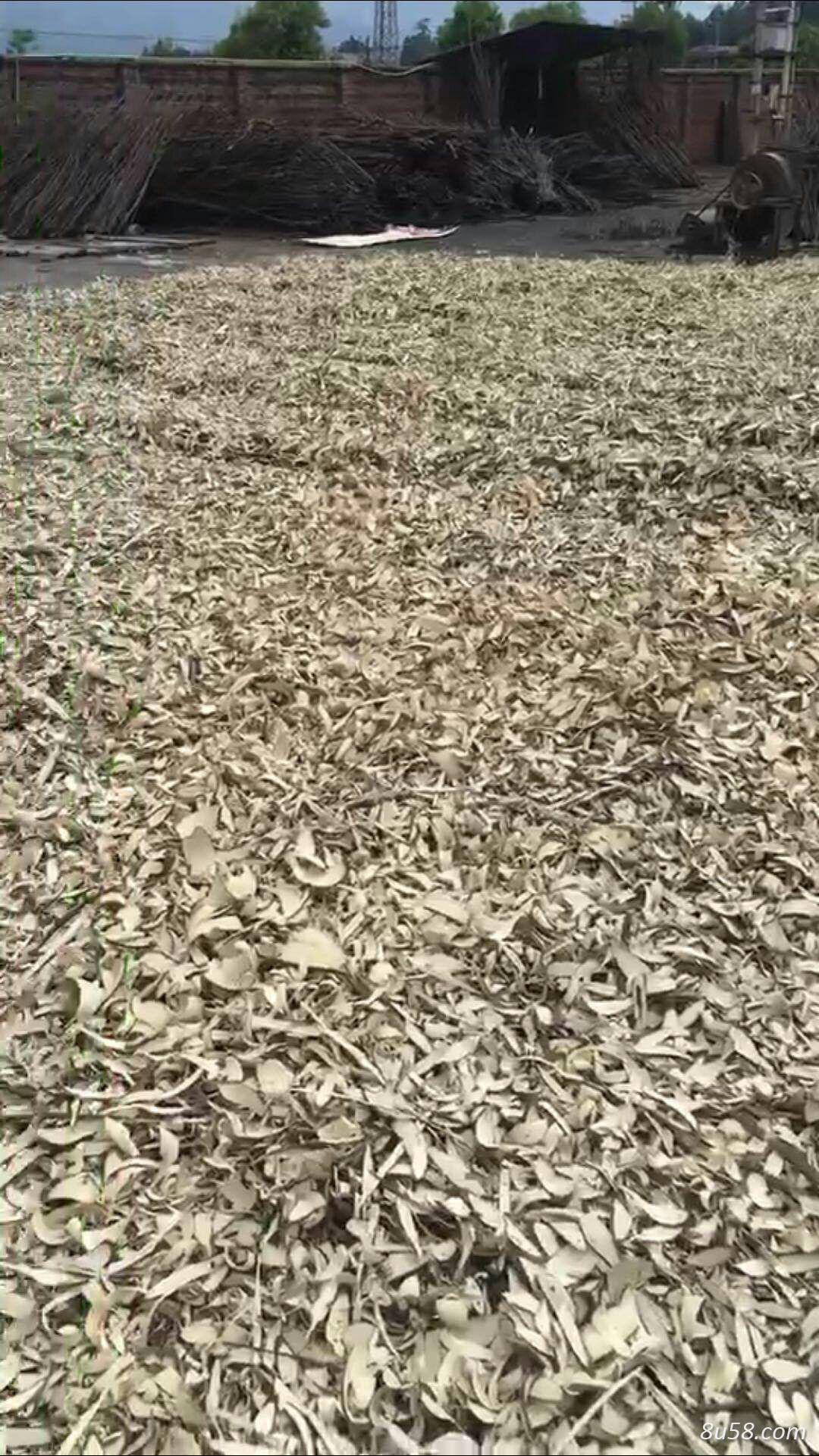 野生岗梅大量