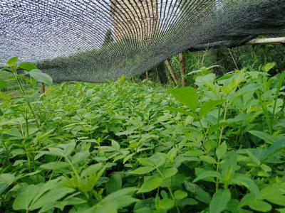 中花吴茱萸1年苗