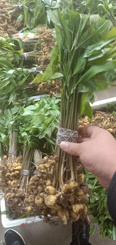 黄精《姜形和鸡头》种苗  种茎