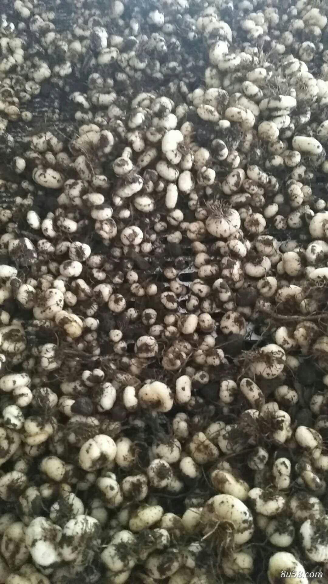 出售大量平贝母，种子，无硫干货
