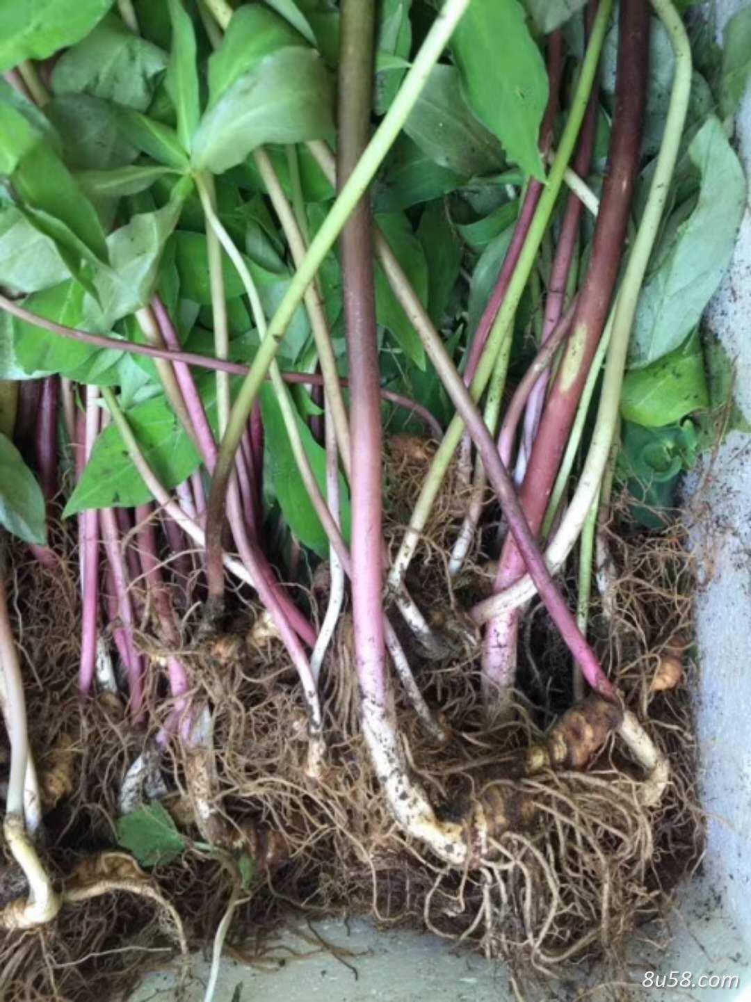 重楼种苗 七叶一枝花种苗 重楼种苗 七叶一枝花种苗