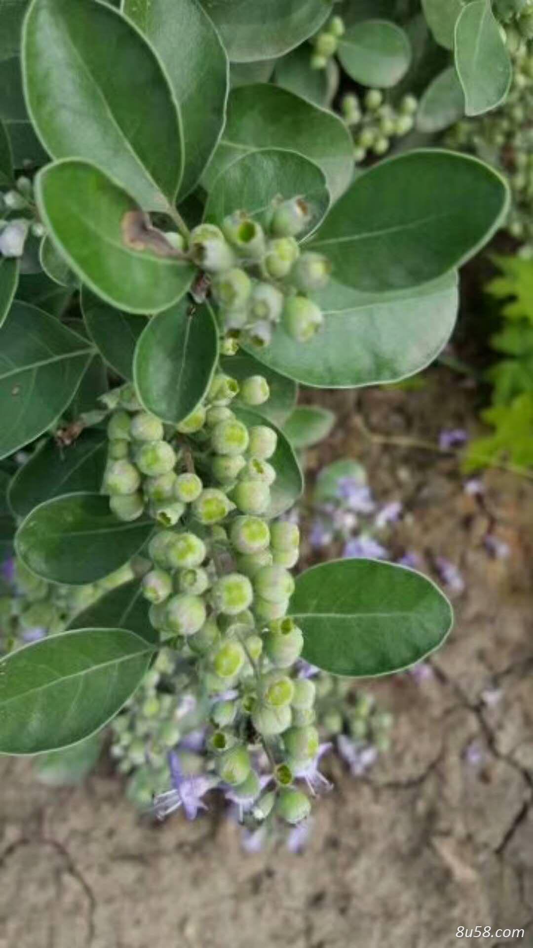 2年根须蔓荆子苗