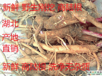 出售新鲜商陆