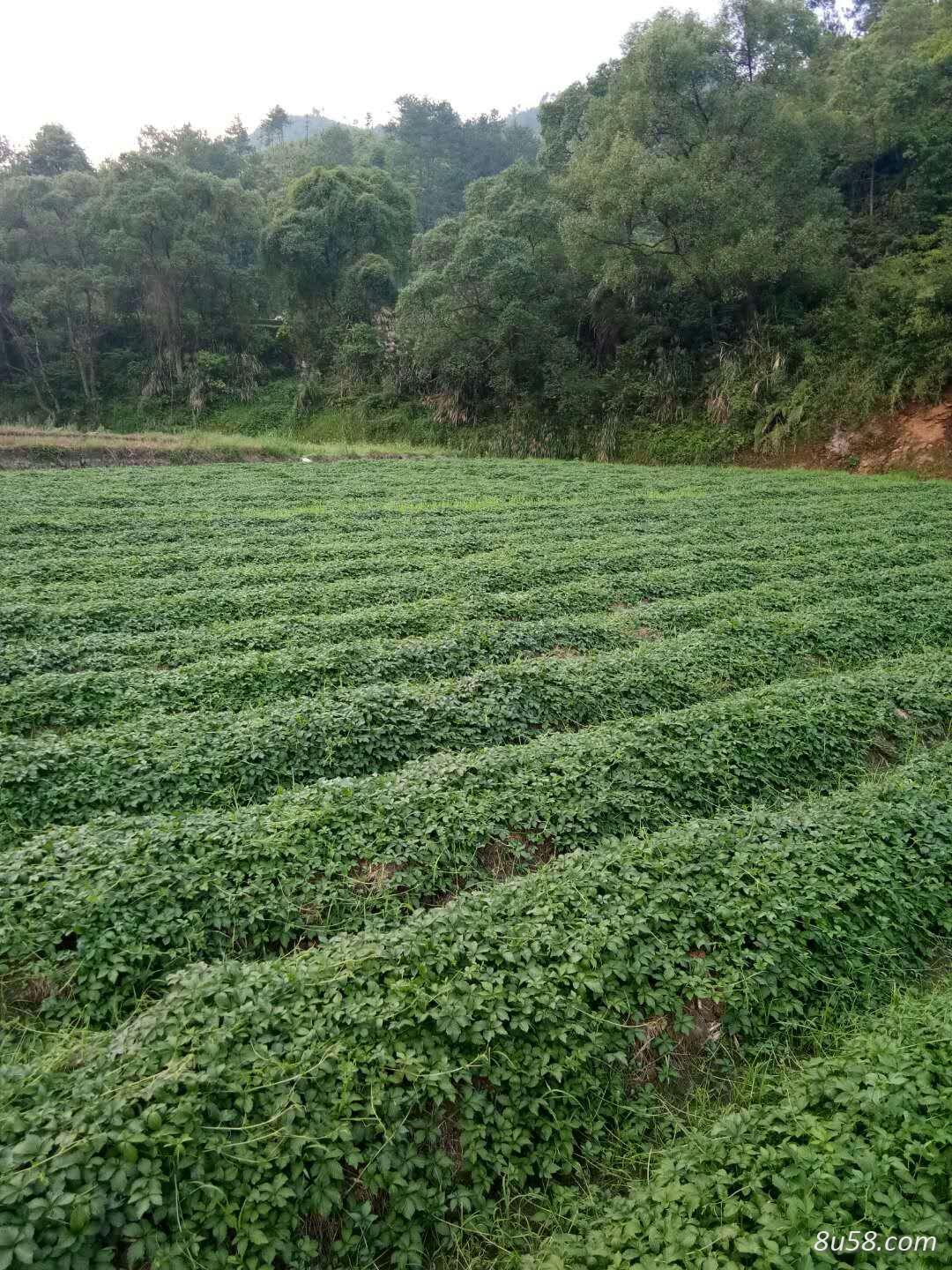 大量供应绞股蓝