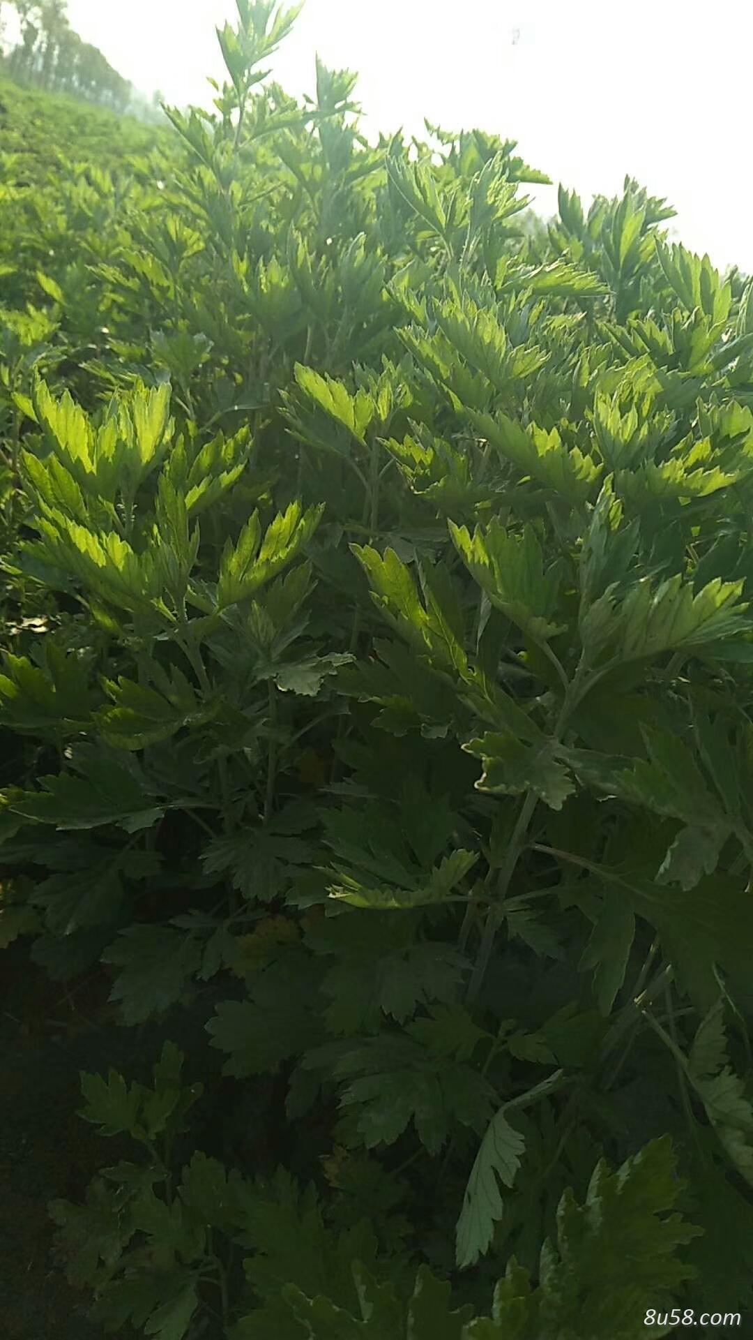 优质艾根 提供种植技术,保证成活率 优质艾根 提供种植技术,保证成活率