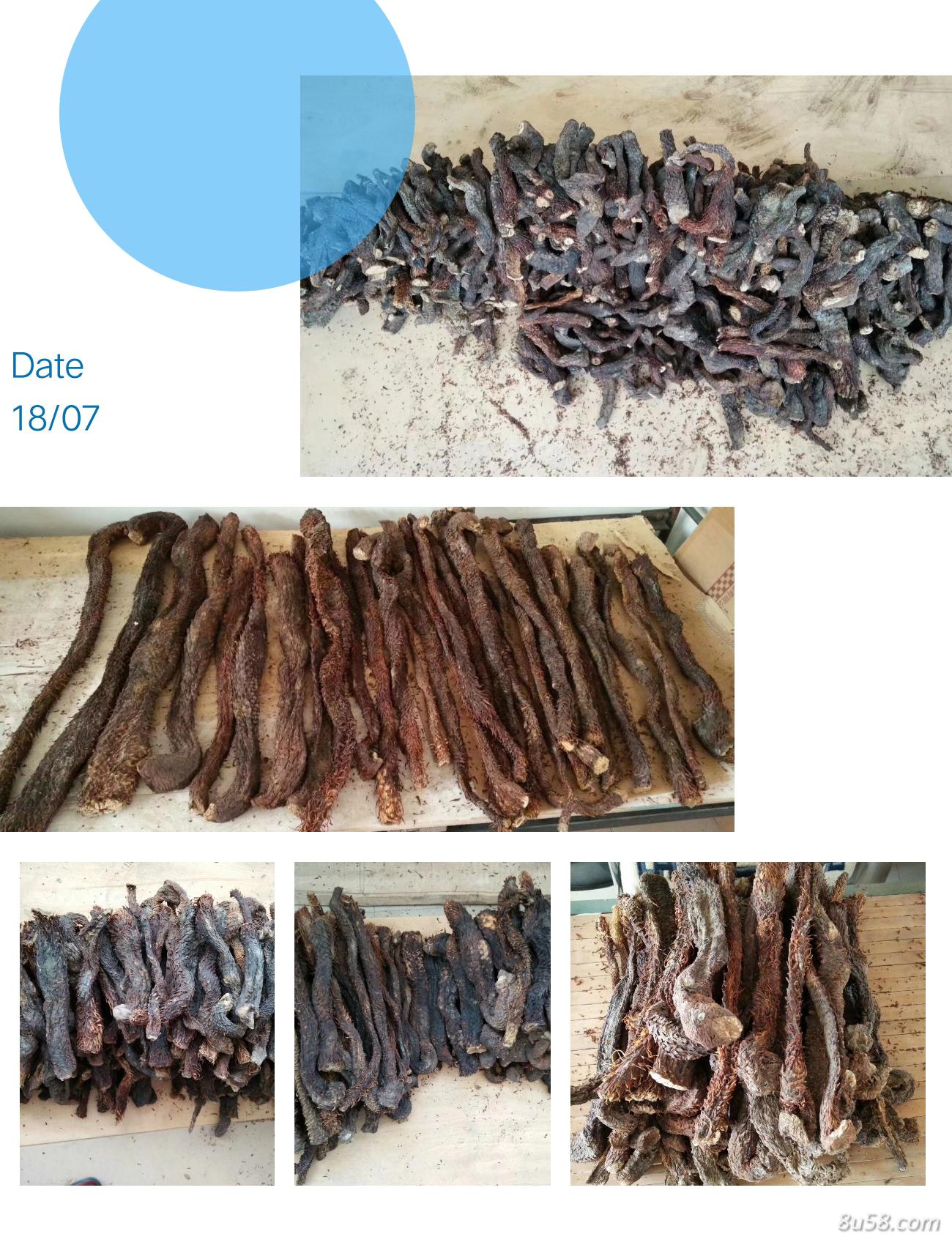 阿拉善纯野生肉苁蓉（一般长度在20-80cm之间，个别长的也有）