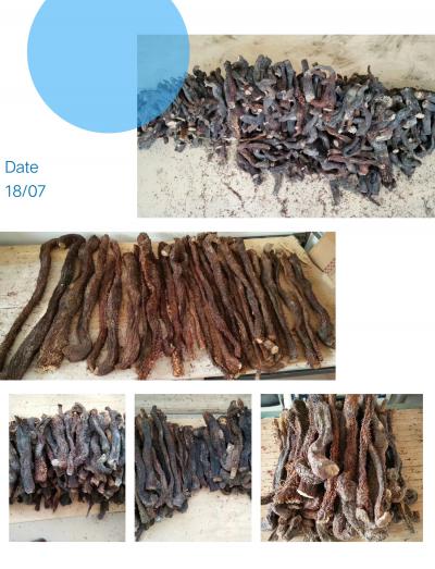 阿拉善纯野生肉苁蓉（一般长度在20-80cm之间，个别长的也有）