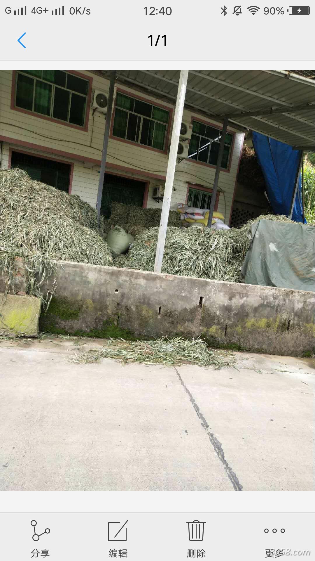 大量打包好的淡竹叶5吨左右