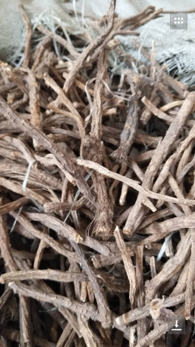求收购俄罗斯野生防风