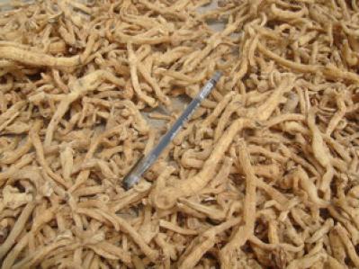 大量供应无硫湘玉竹60吨