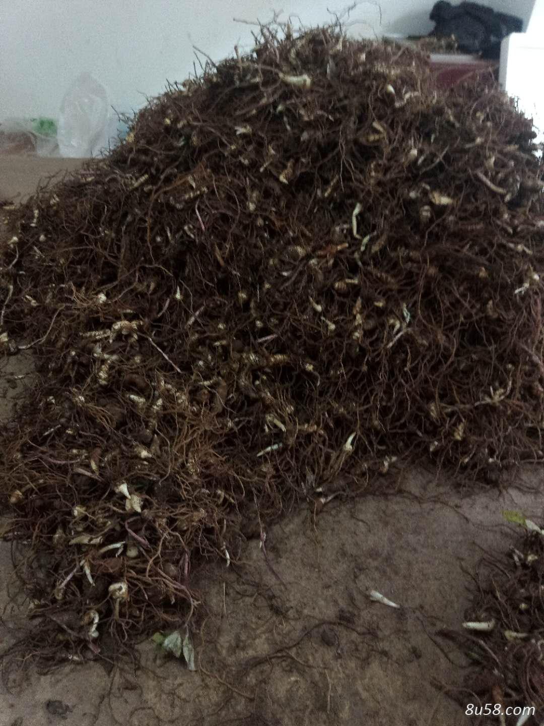 七叶一枝花小苗